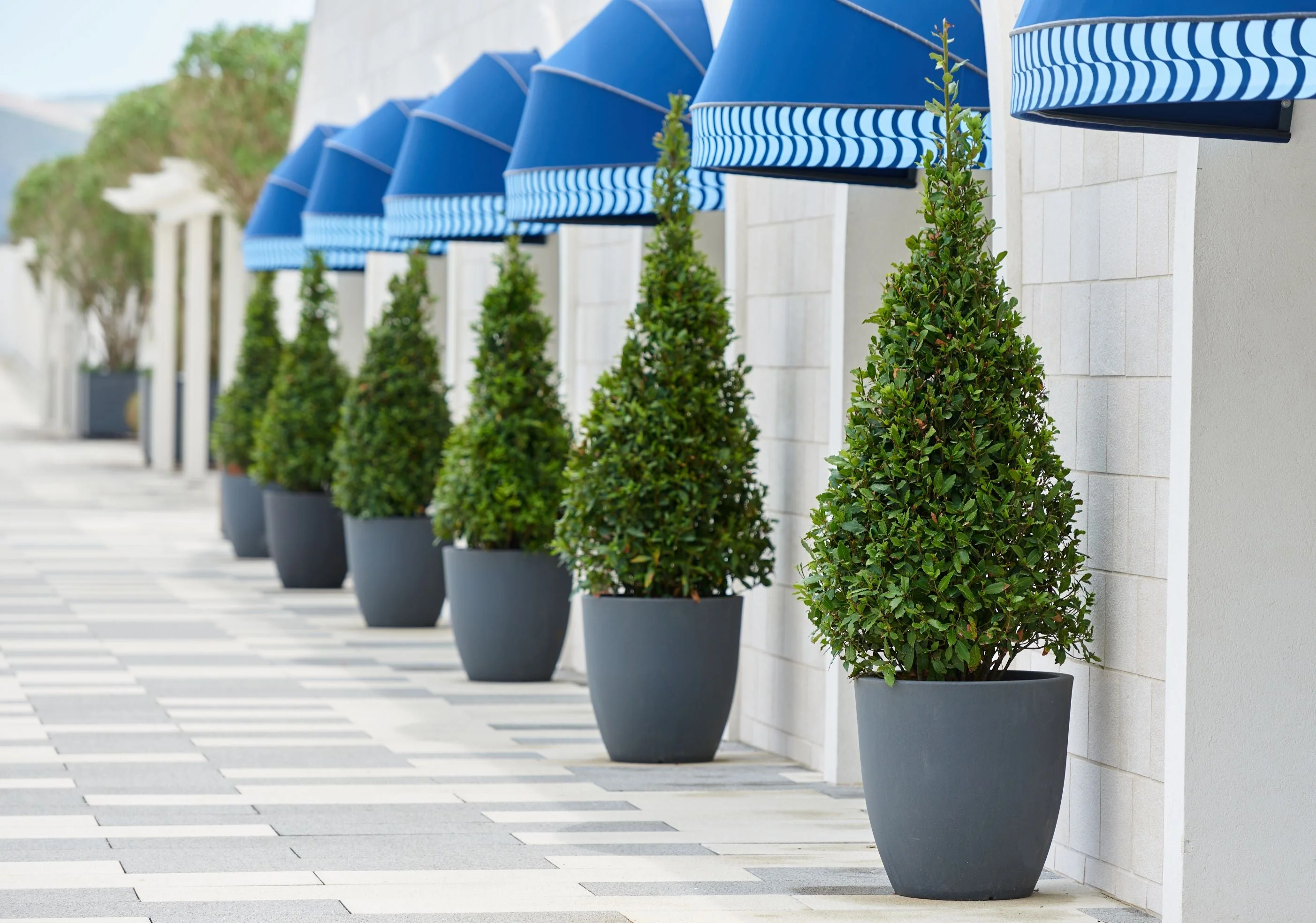 Topiary Eugenia Bonsai Tree Form - Image 3