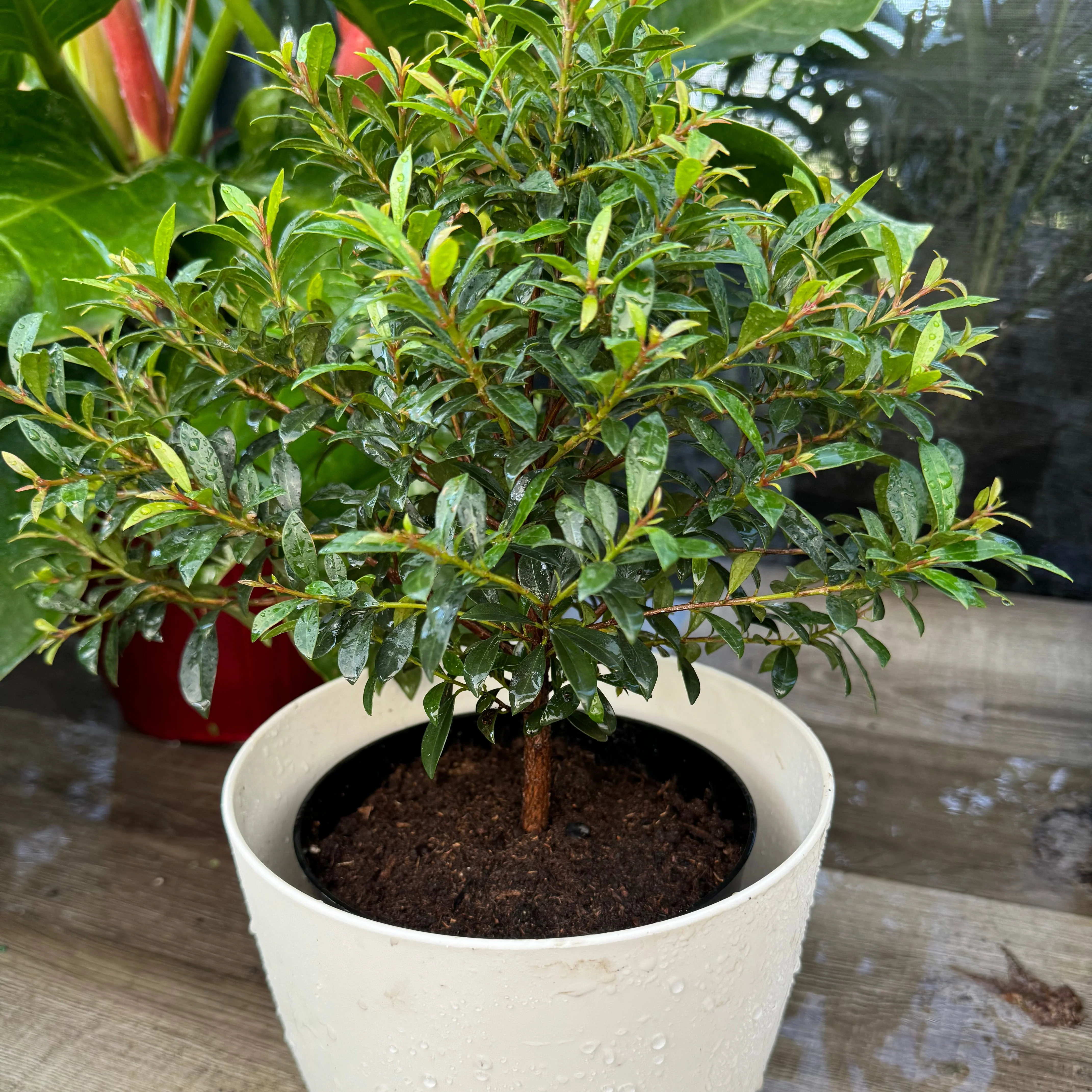 Topiary Eugenia Bonsai Tree Form - Image 4
