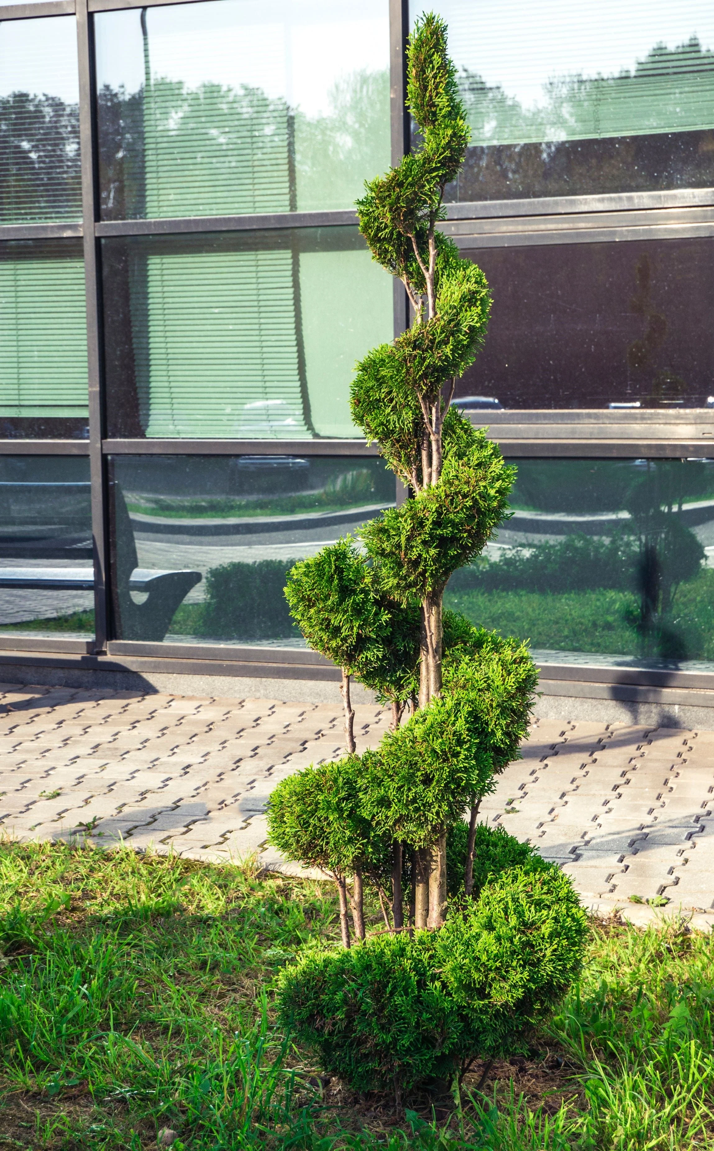 Topiary Spiral Brodie Eastern Red Cedar Juniper - Image 2