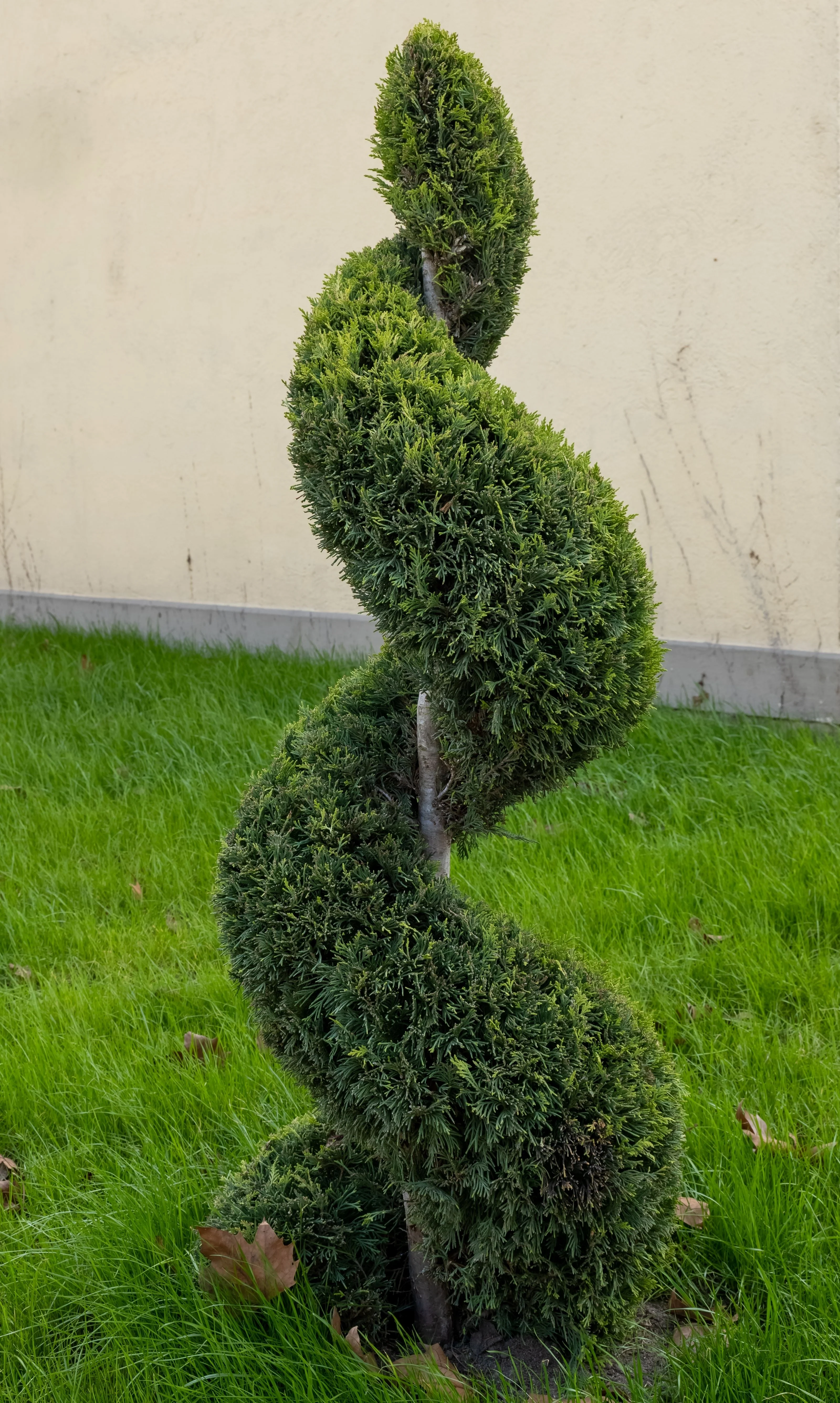 Topiary Spiral Brodie Eastern Red Cedar Juniper - Image 3