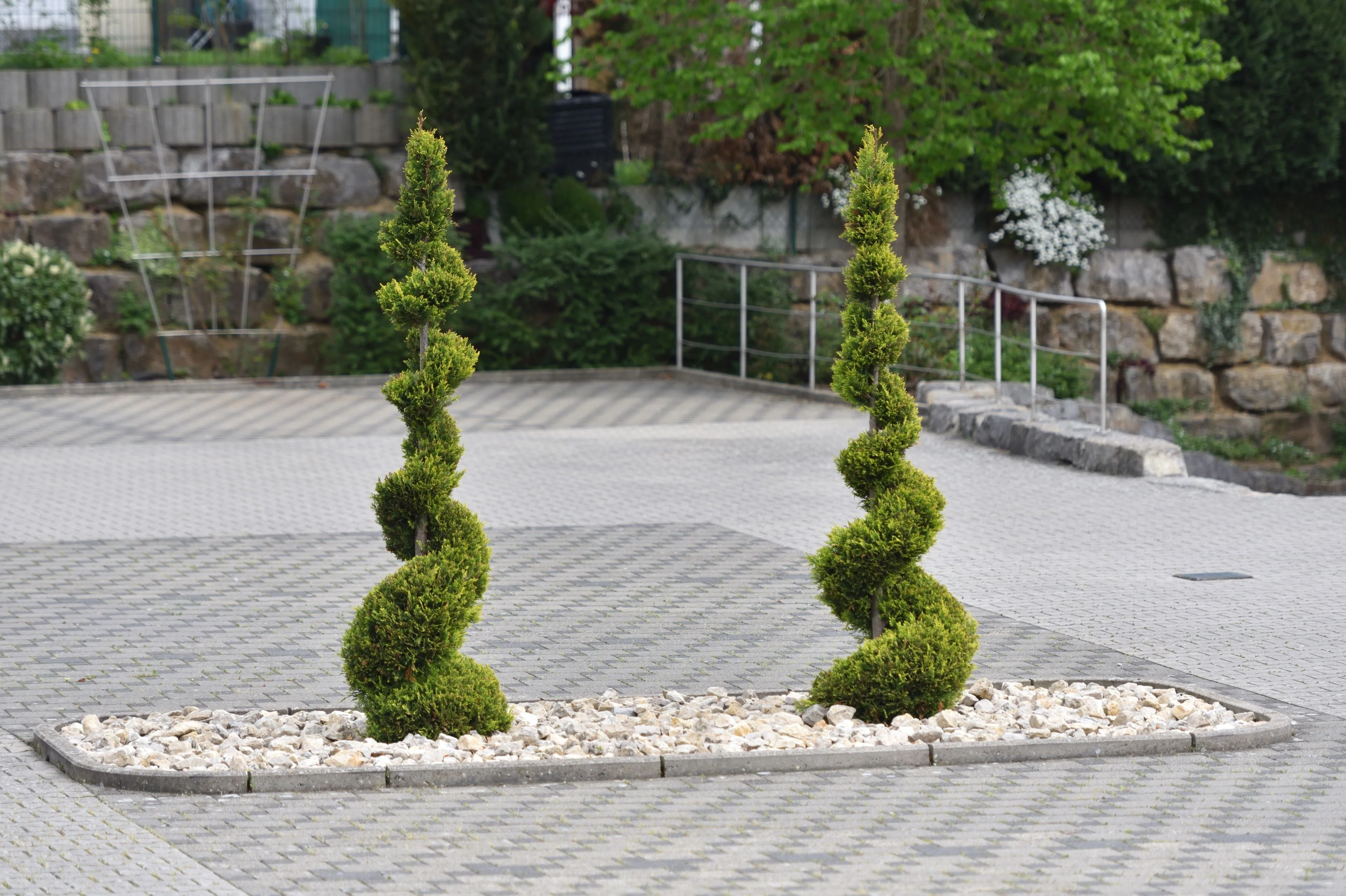 Topiary Spiral Brodie Eastern Red Cedar Juniper - Image 6