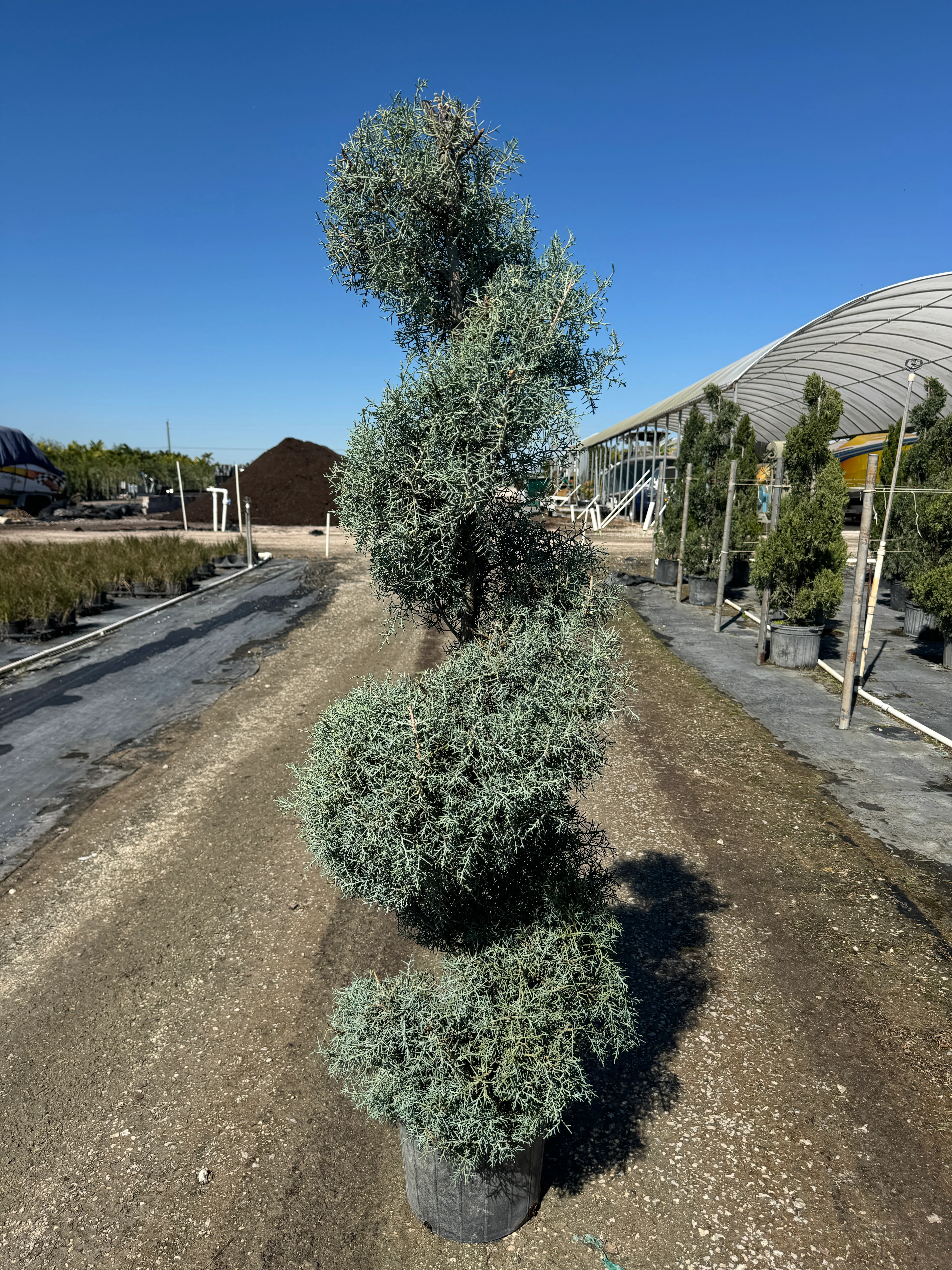 Topiary Spiral Carolina Sapphire - Image 10