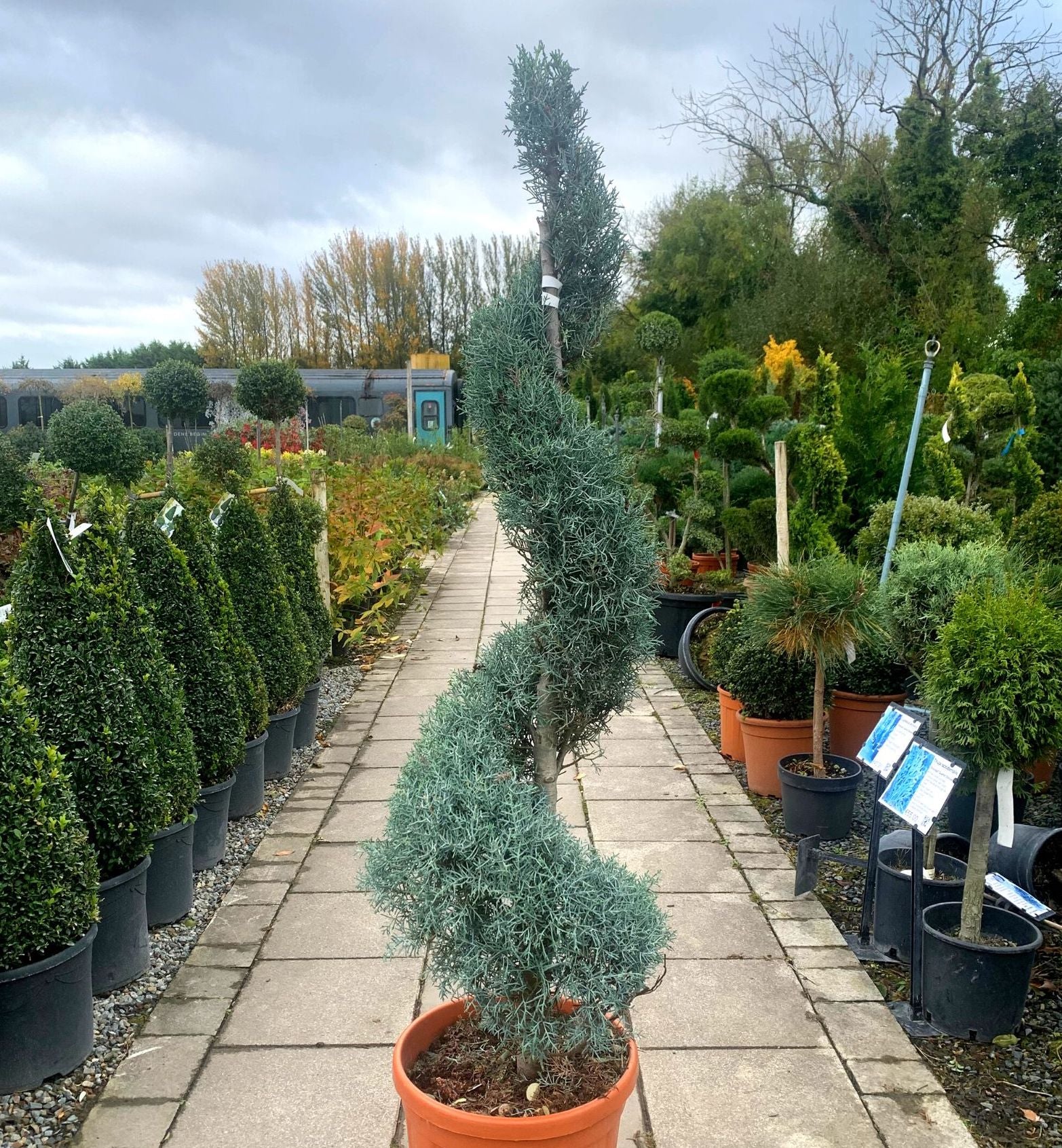 Topiary Spiral Carolina Sapphire - Image 3