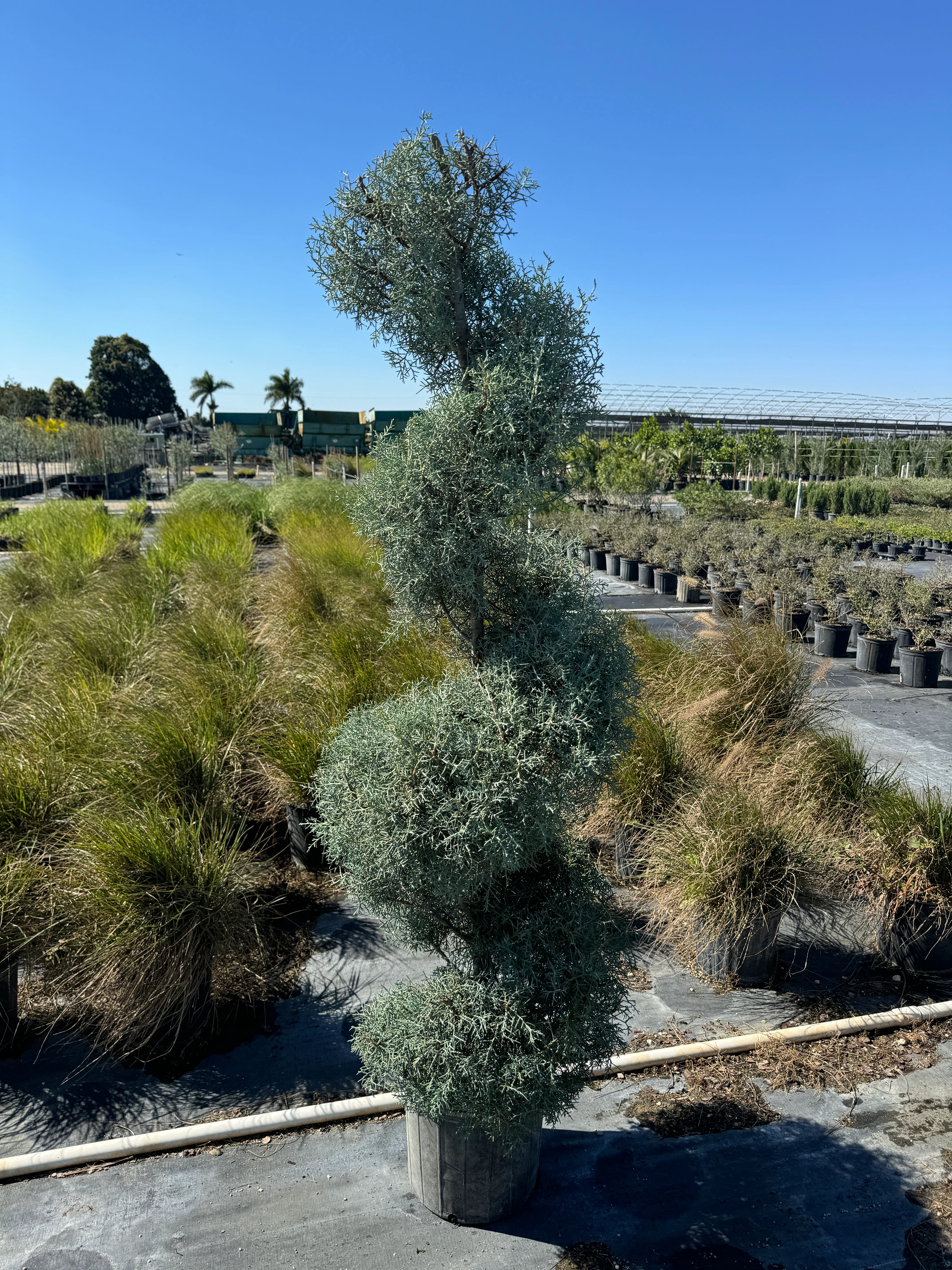 Topiary Spiral Carolina Sapphire - Image 9