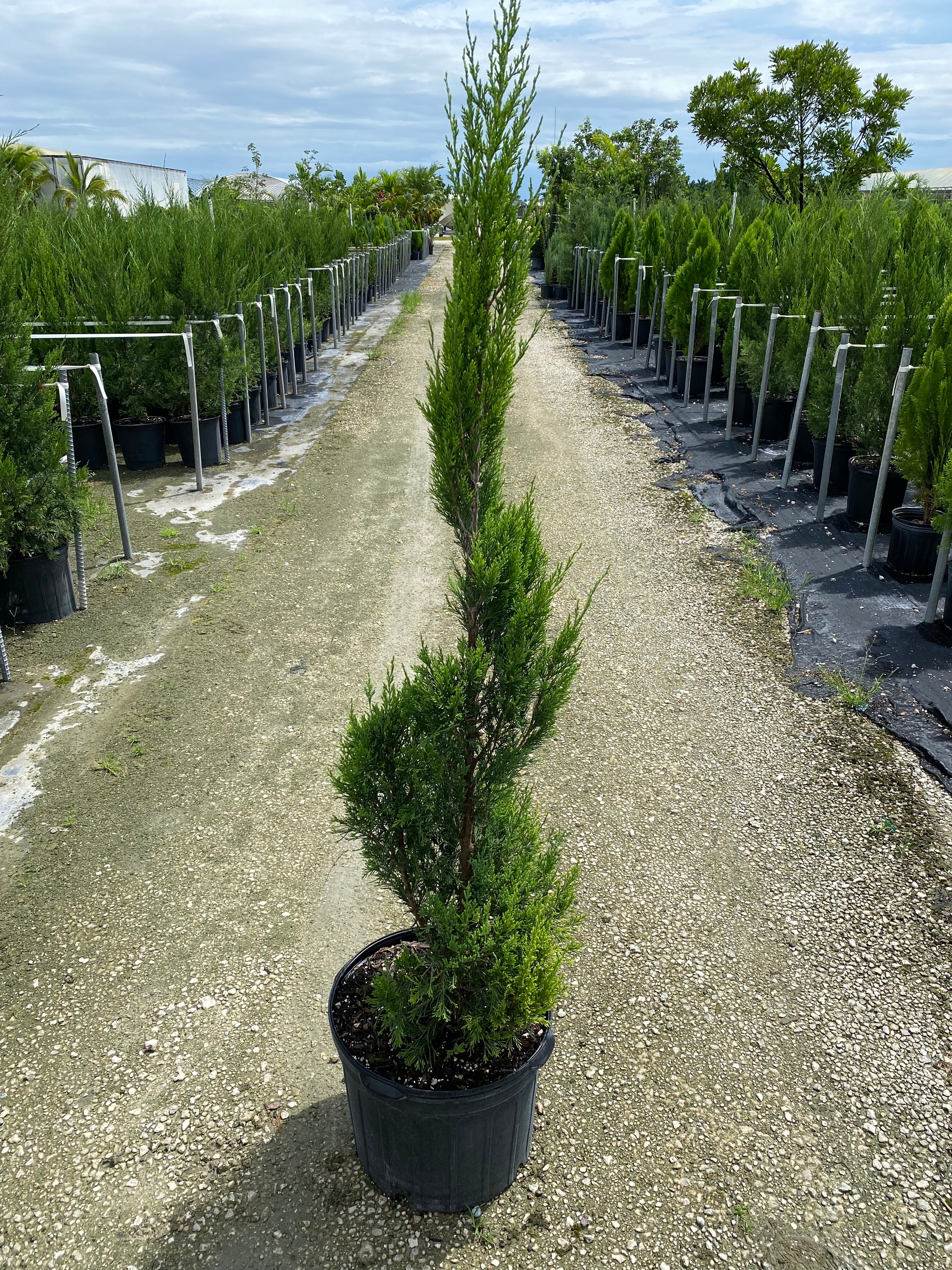 Topiary Spiral Spartan Juniper - Image 4