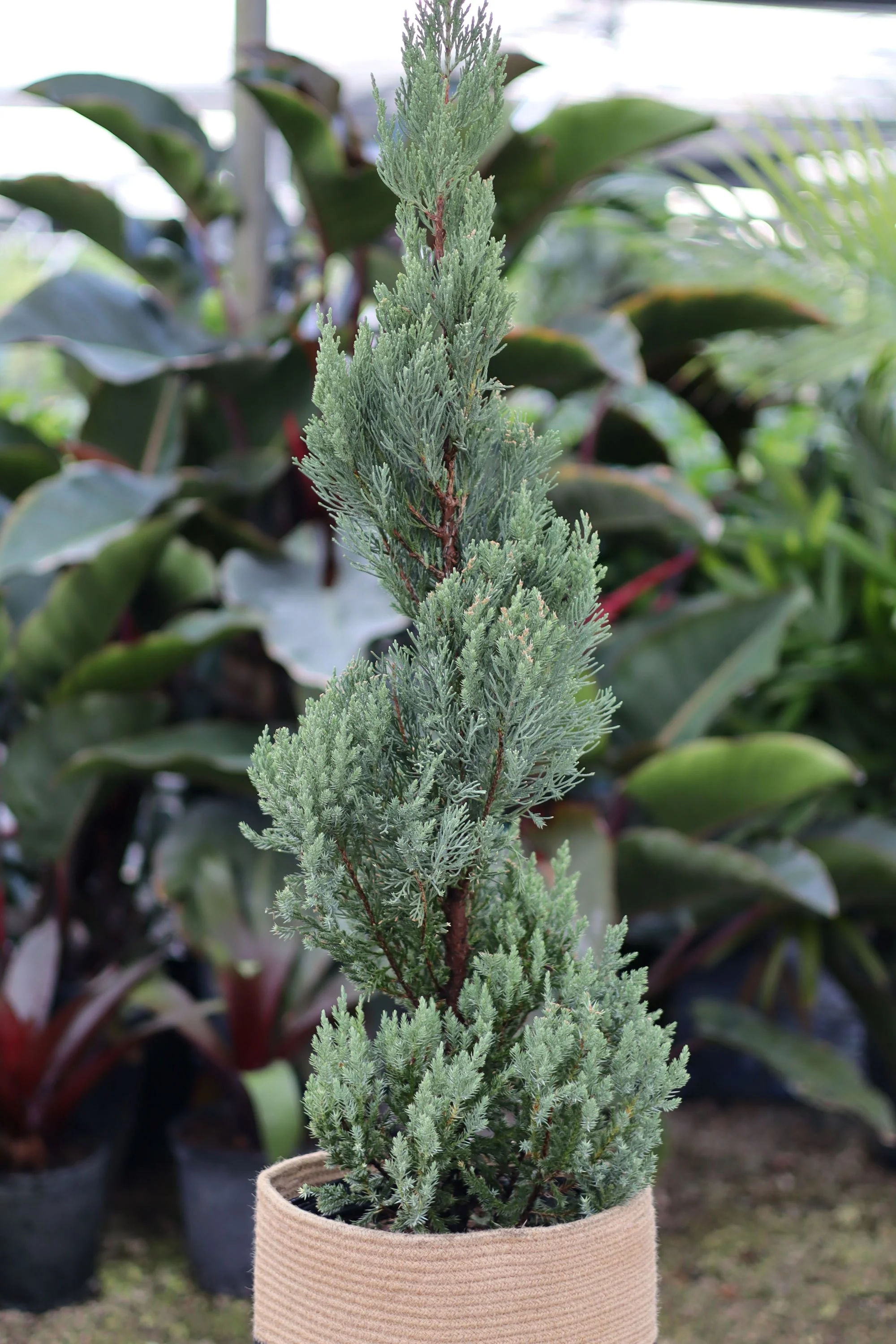 Topiary Spiral Blue Point Juniper, Juniperus - Image 6