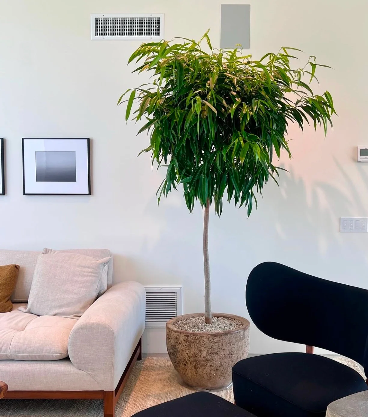 Ficus Moclame Tree Form Single Stem, Ficus Microcarpa Daniella - Image 4