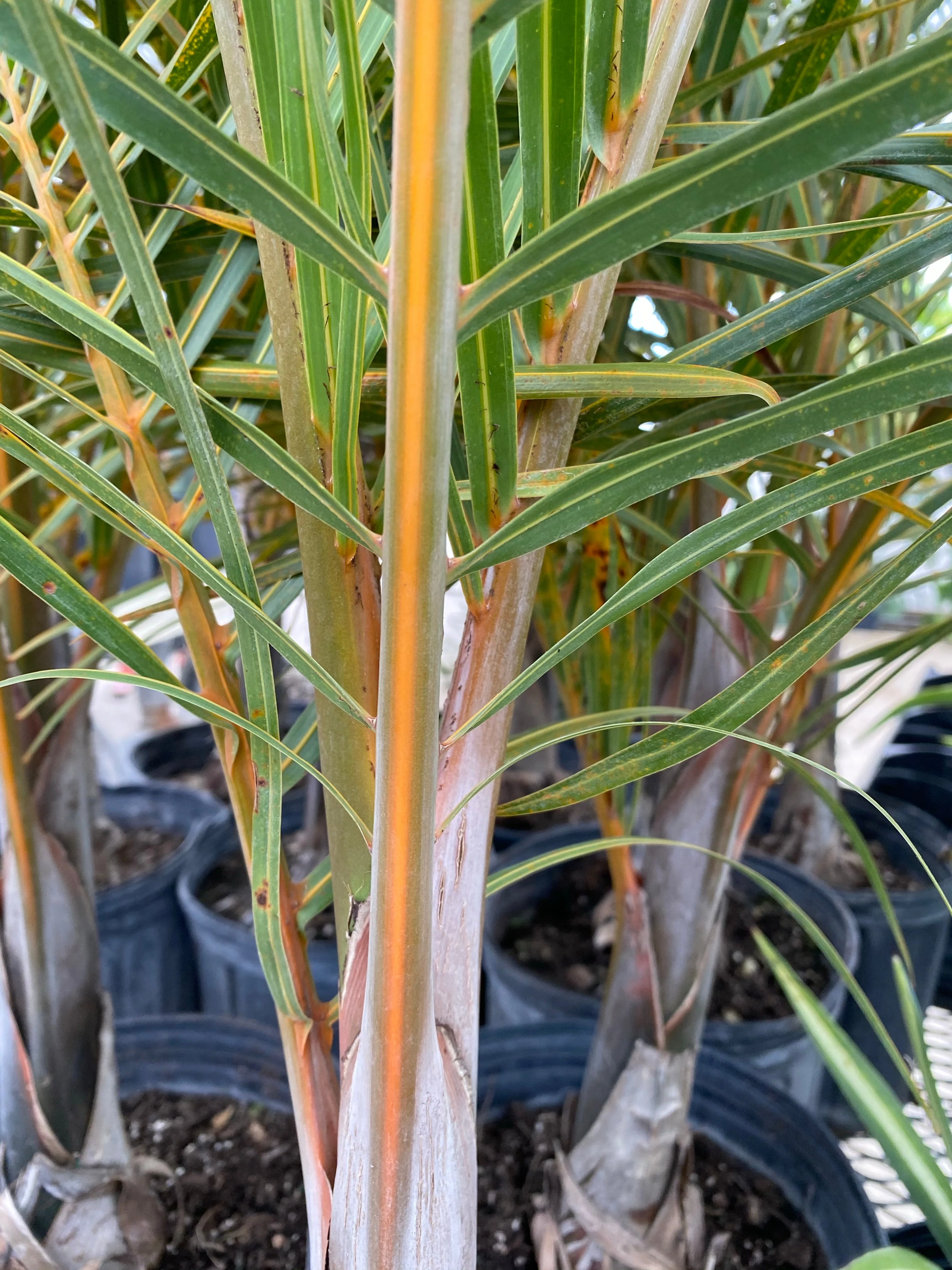 Triangle Palm, Dypsis Decaryi - Image 6