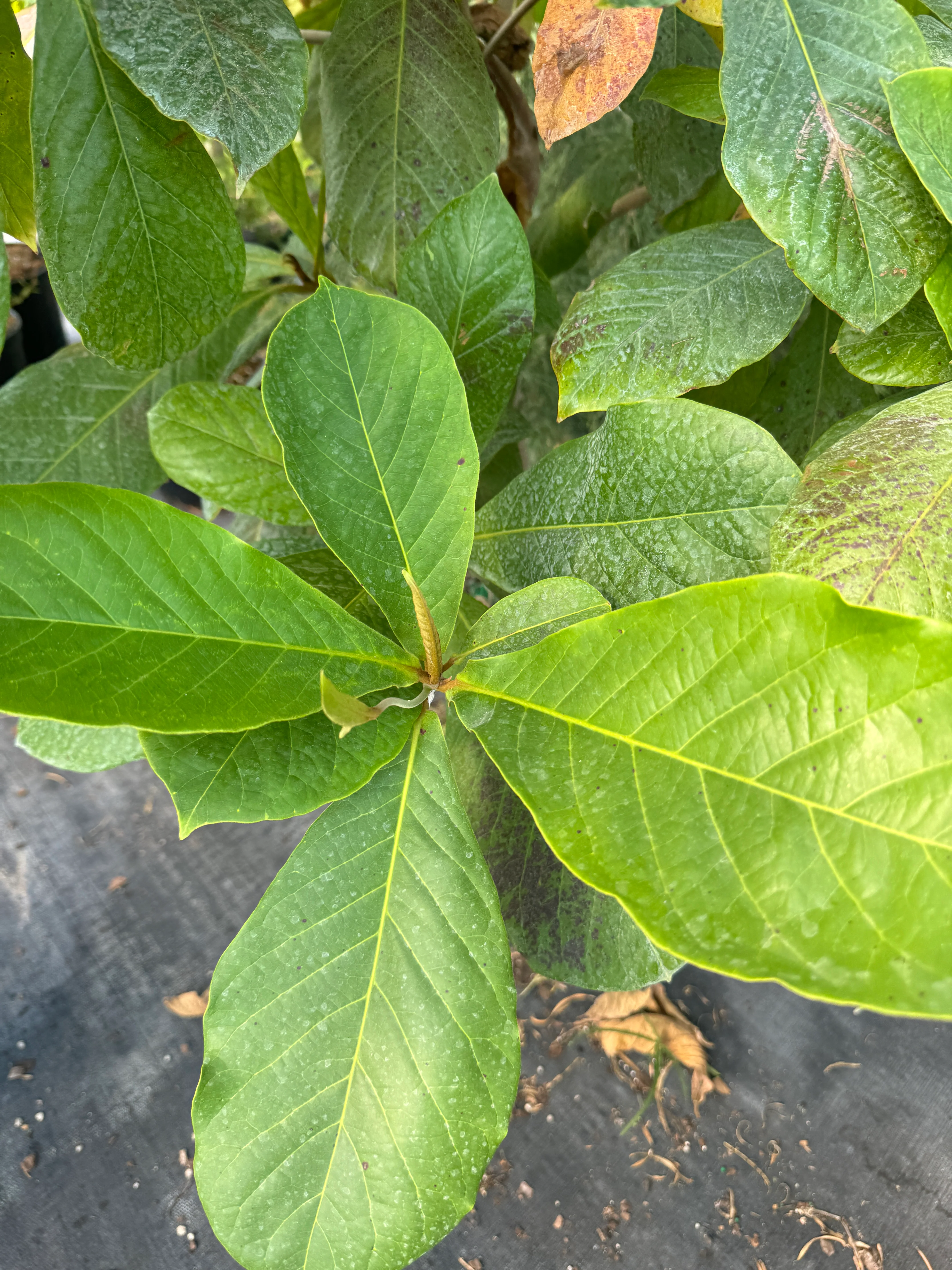 Tropical Almond Fruit Tree, Terminalia Catappa - Image 5