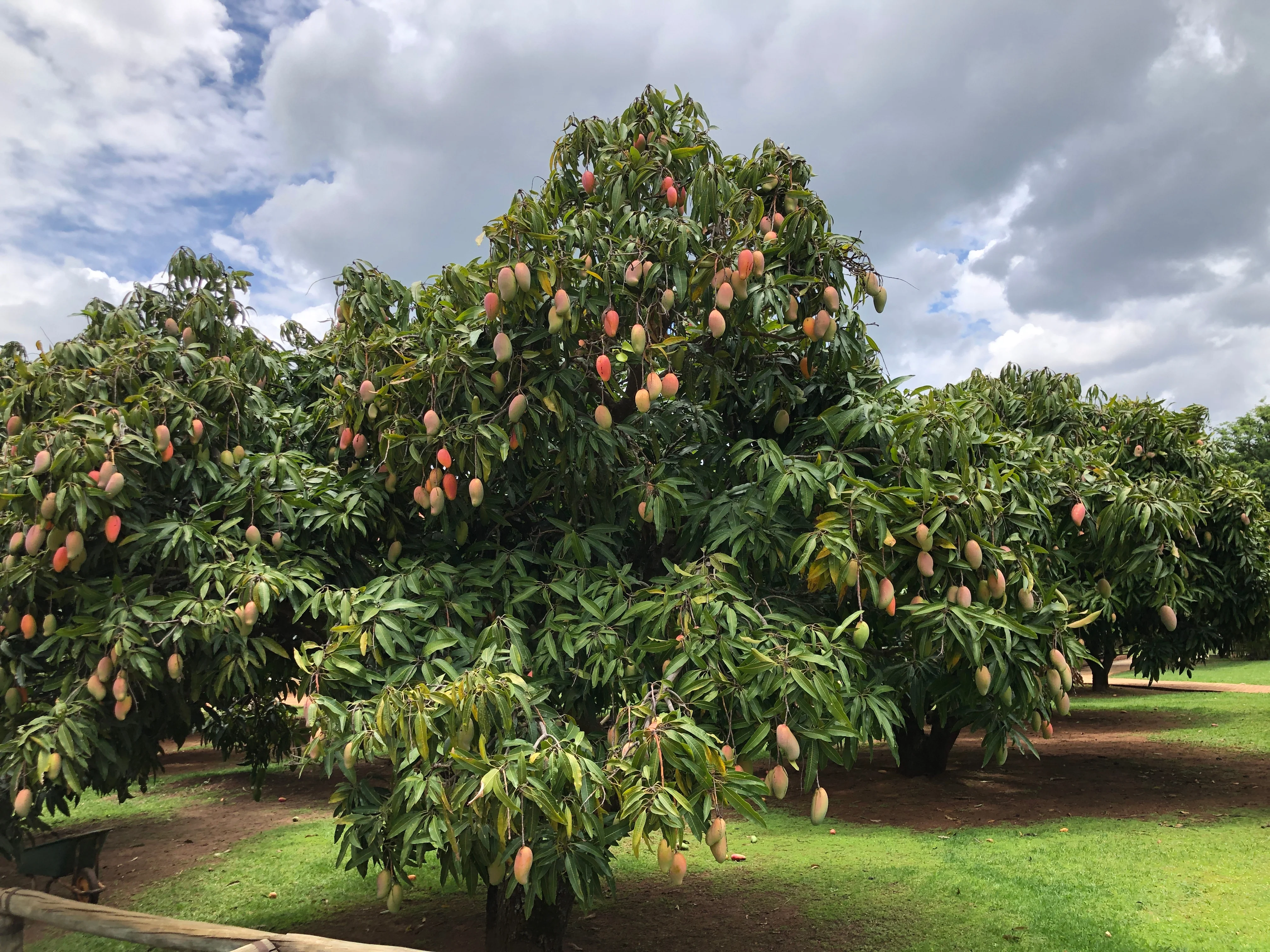 Valencia Pride Mango Fruit Tree, Mangifera indica - Image 8