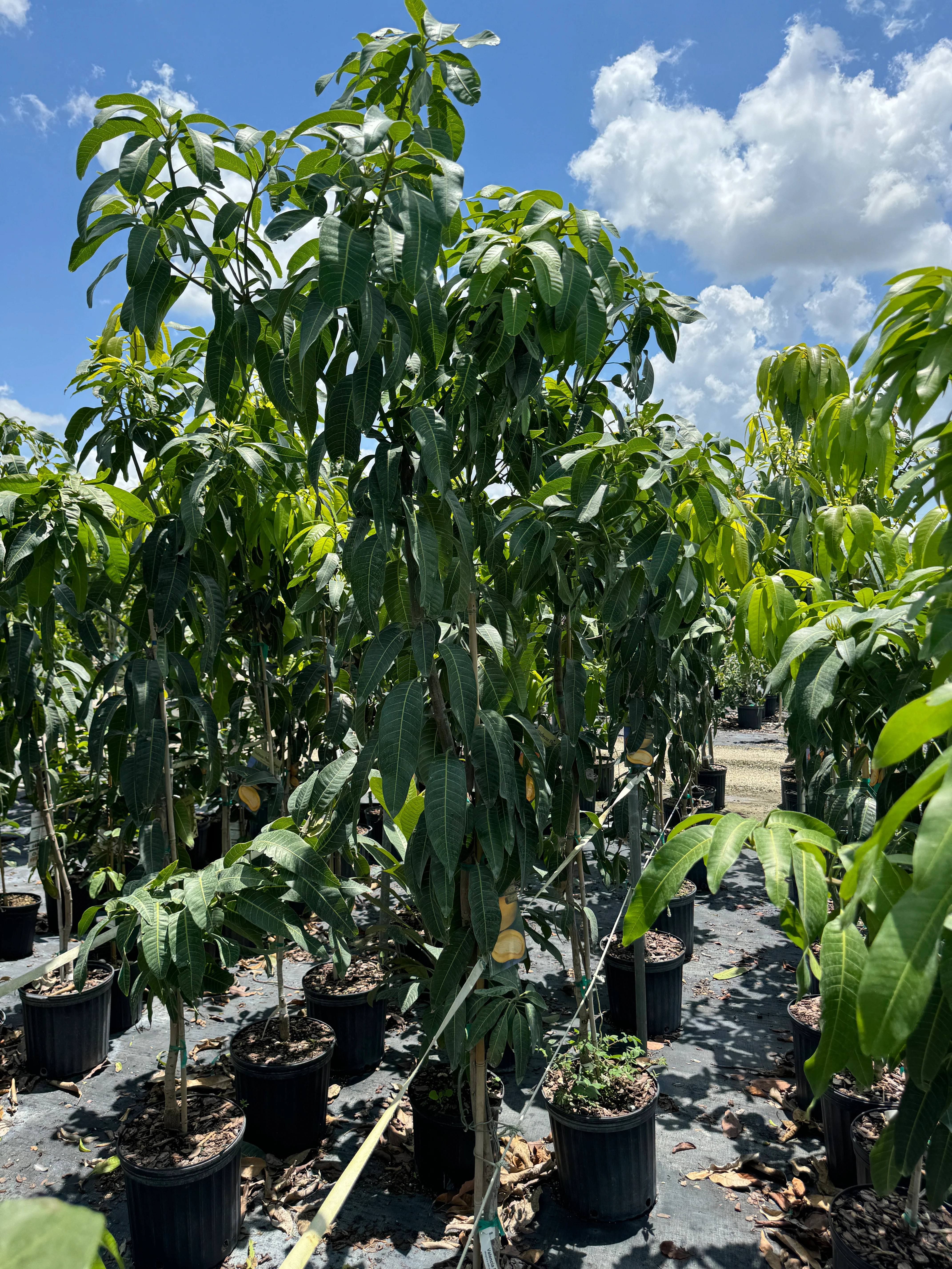 Glenn Mango Fruit Tree, Mangifera indica - Image 6