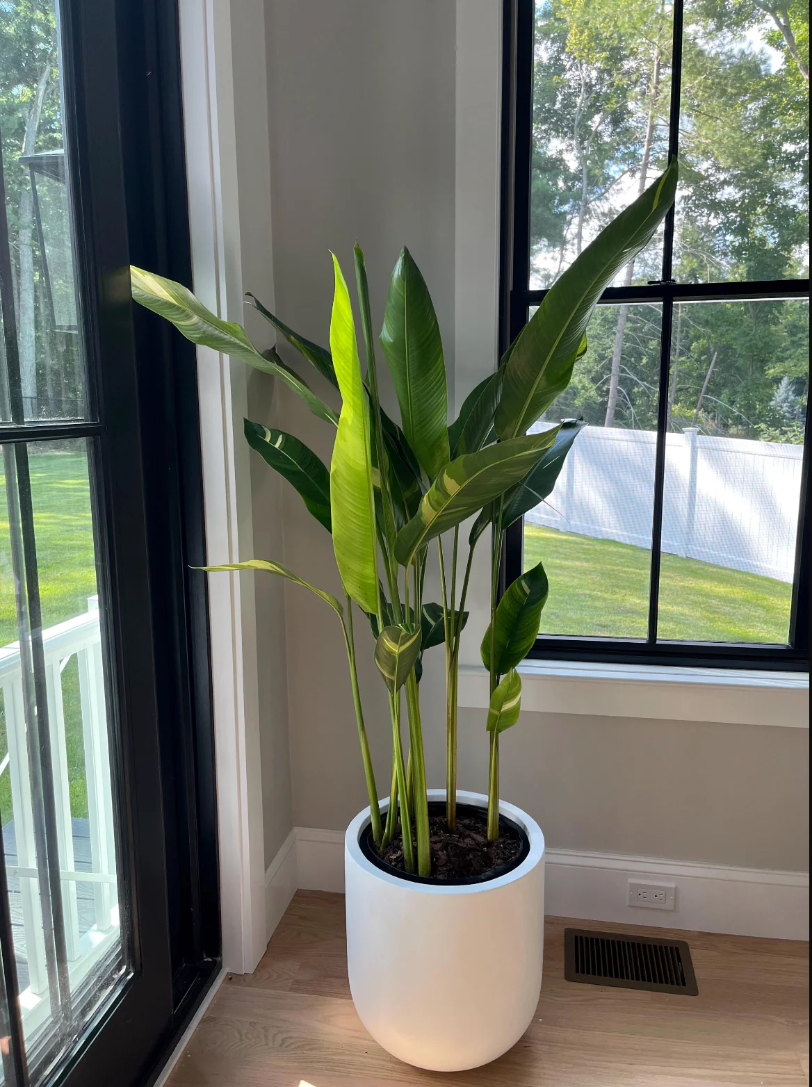 False Variegated Bird of Paradise Tree