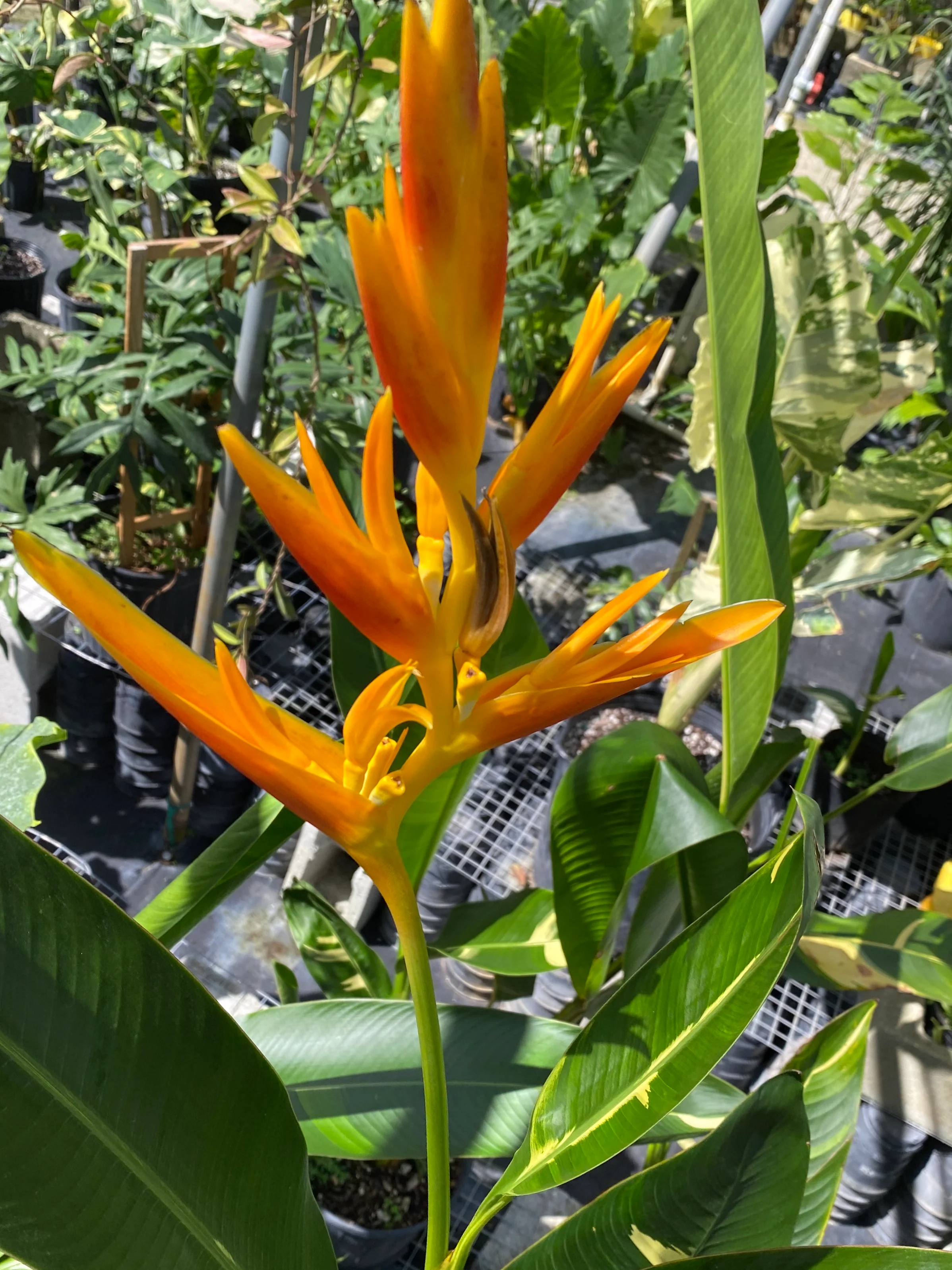 False Variegated Bird of Paradise Tree - Image 10
