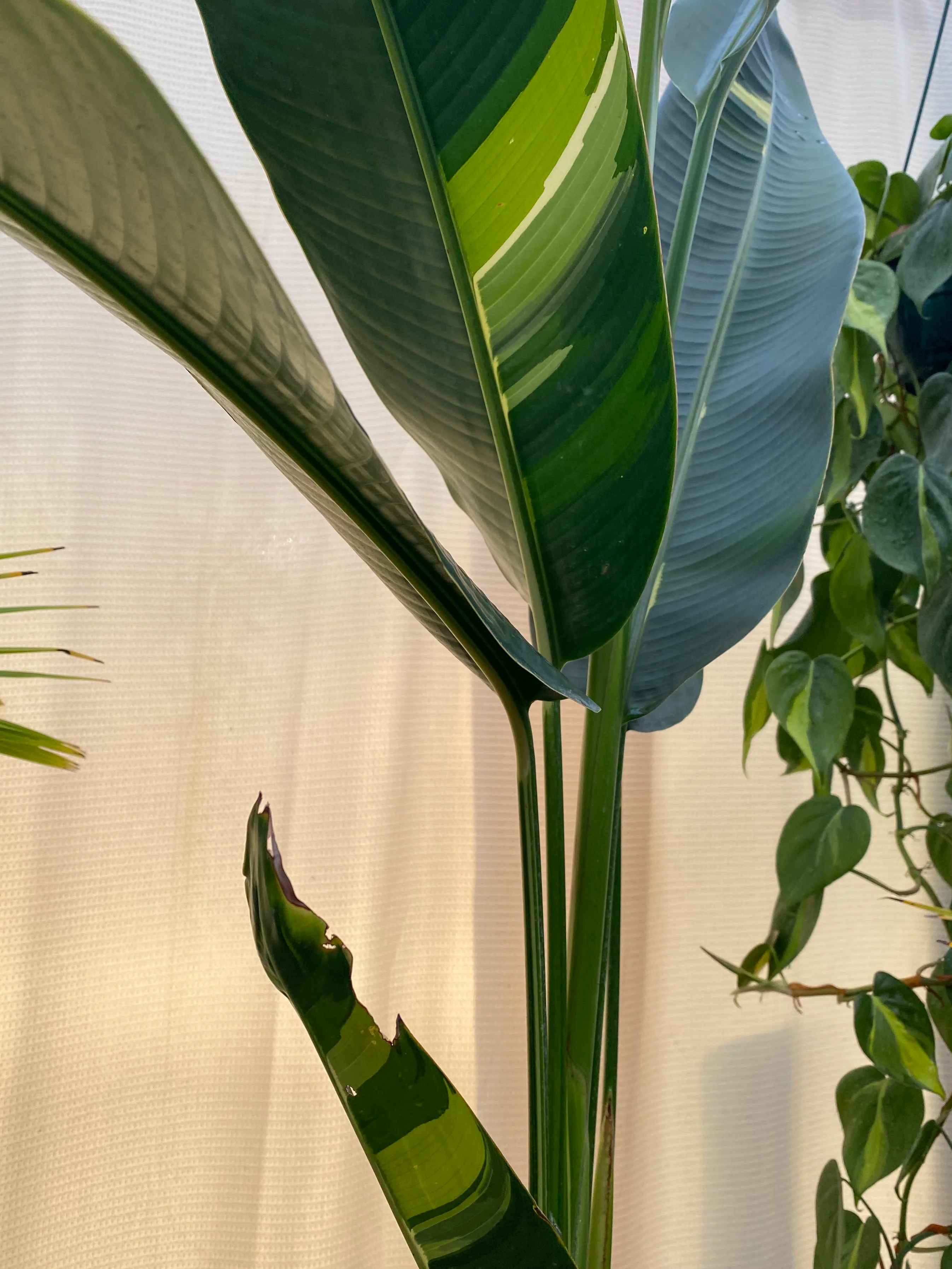 False Variegated Bird of Paradise Tree - Image 3