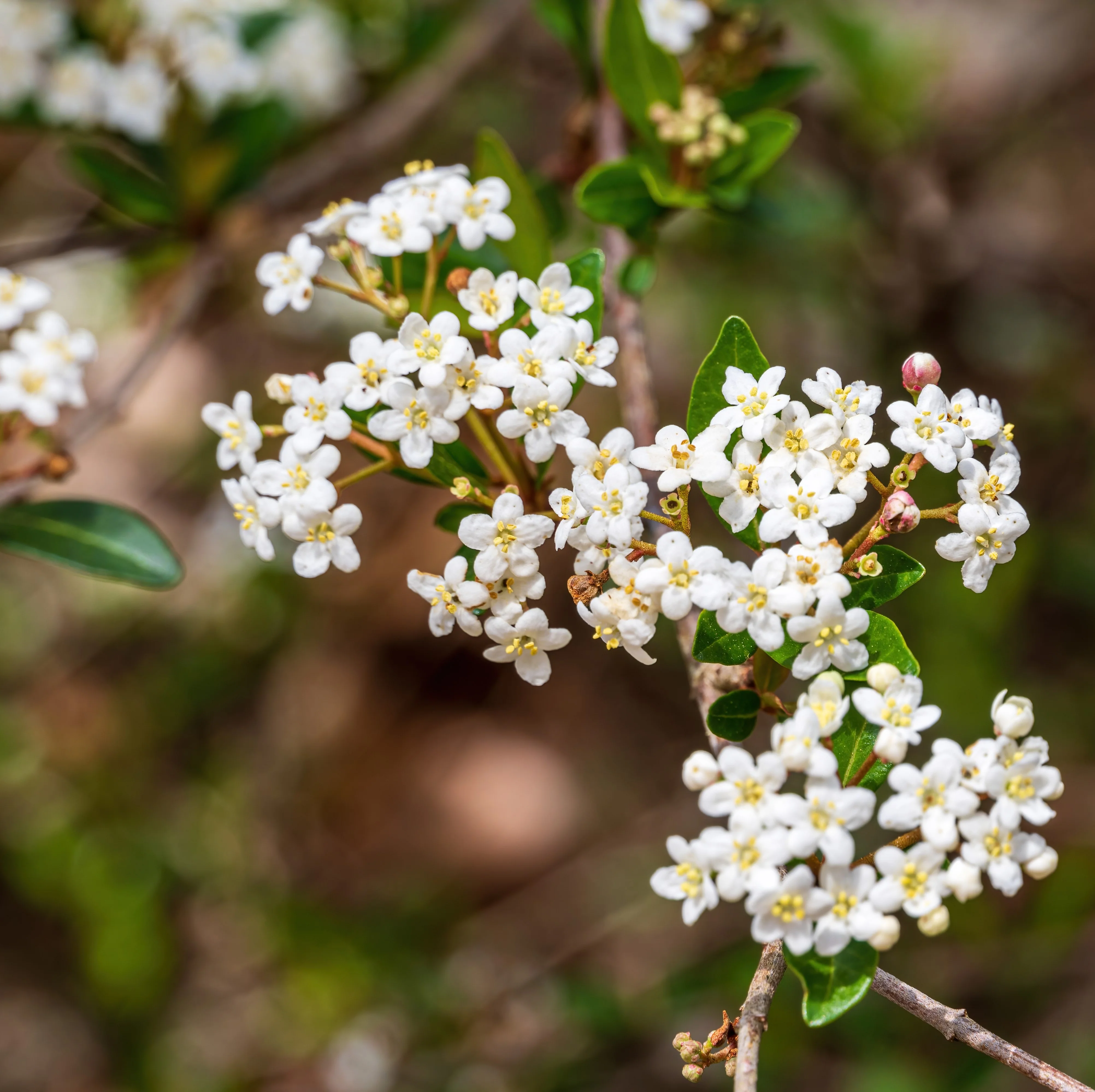 Viburnum Mrs Schillers Delight, Flowering Shrub - Image 2