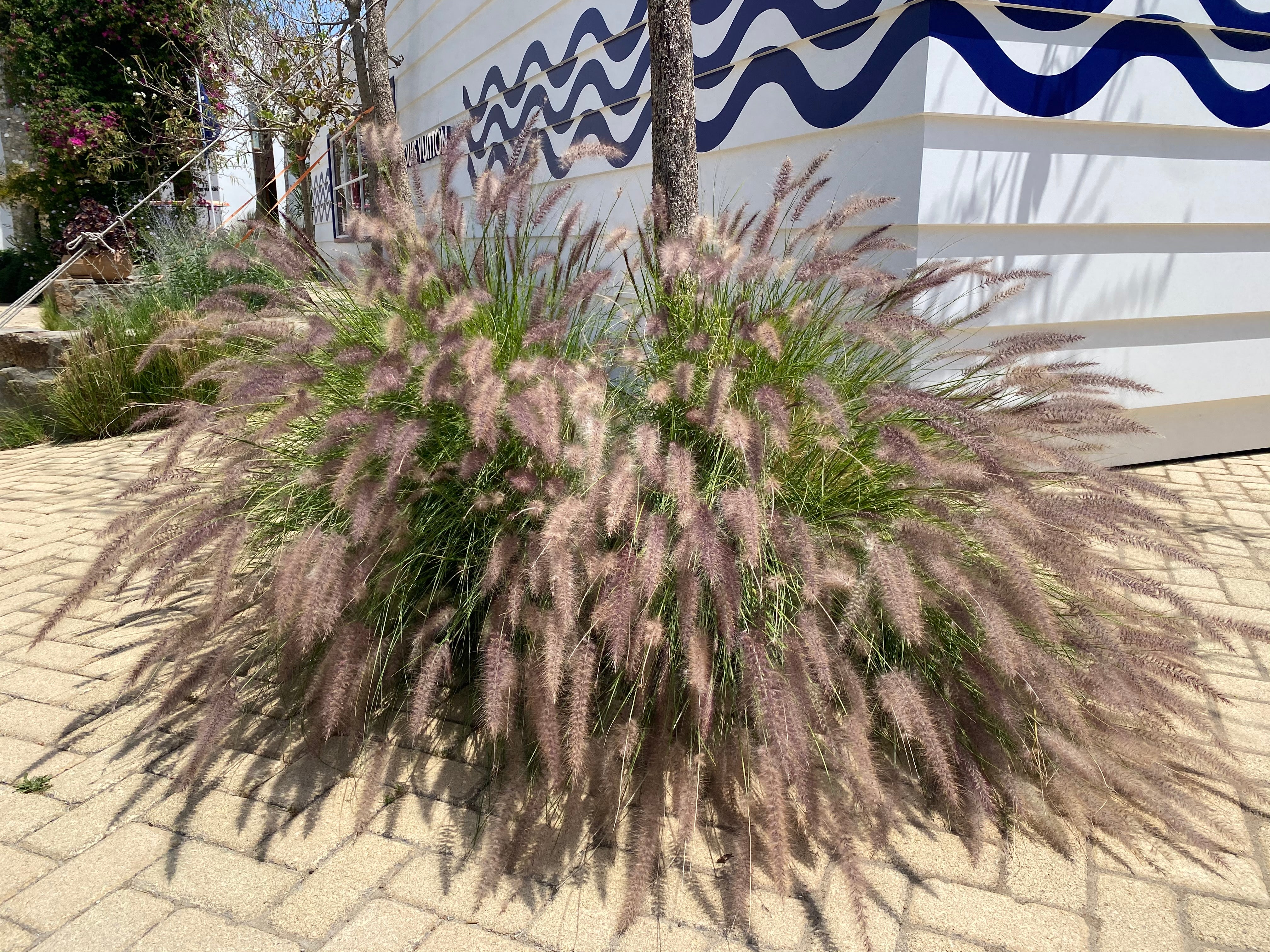 White Fountain Grass - Image 8