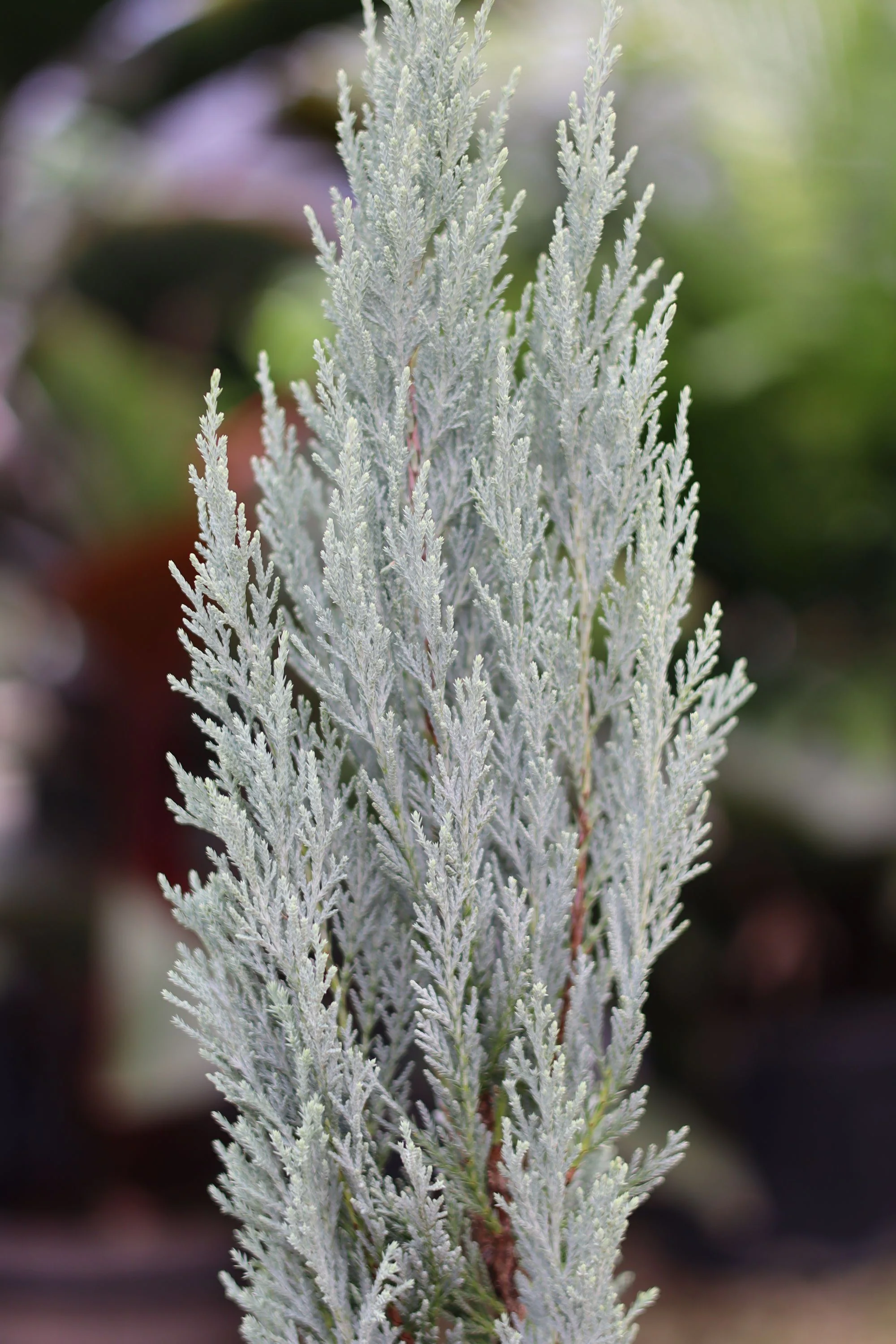 Wichita Blue, Rocky Mountain Juniper - Image 2