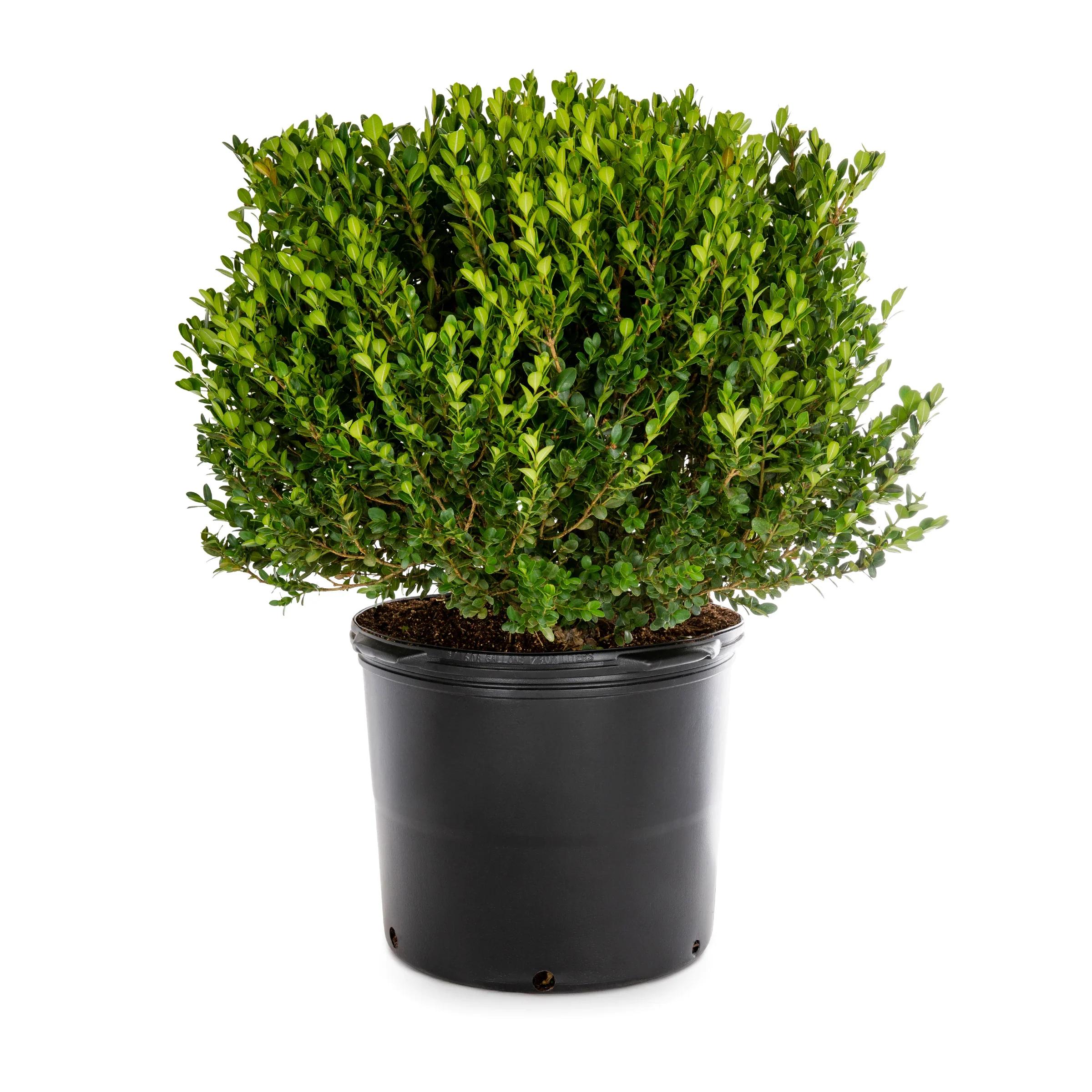 Winter Green Boxwood Shrub - Image 4