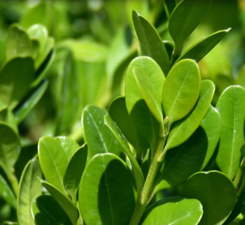 Winter Green Boxwood Shrub - Image 5