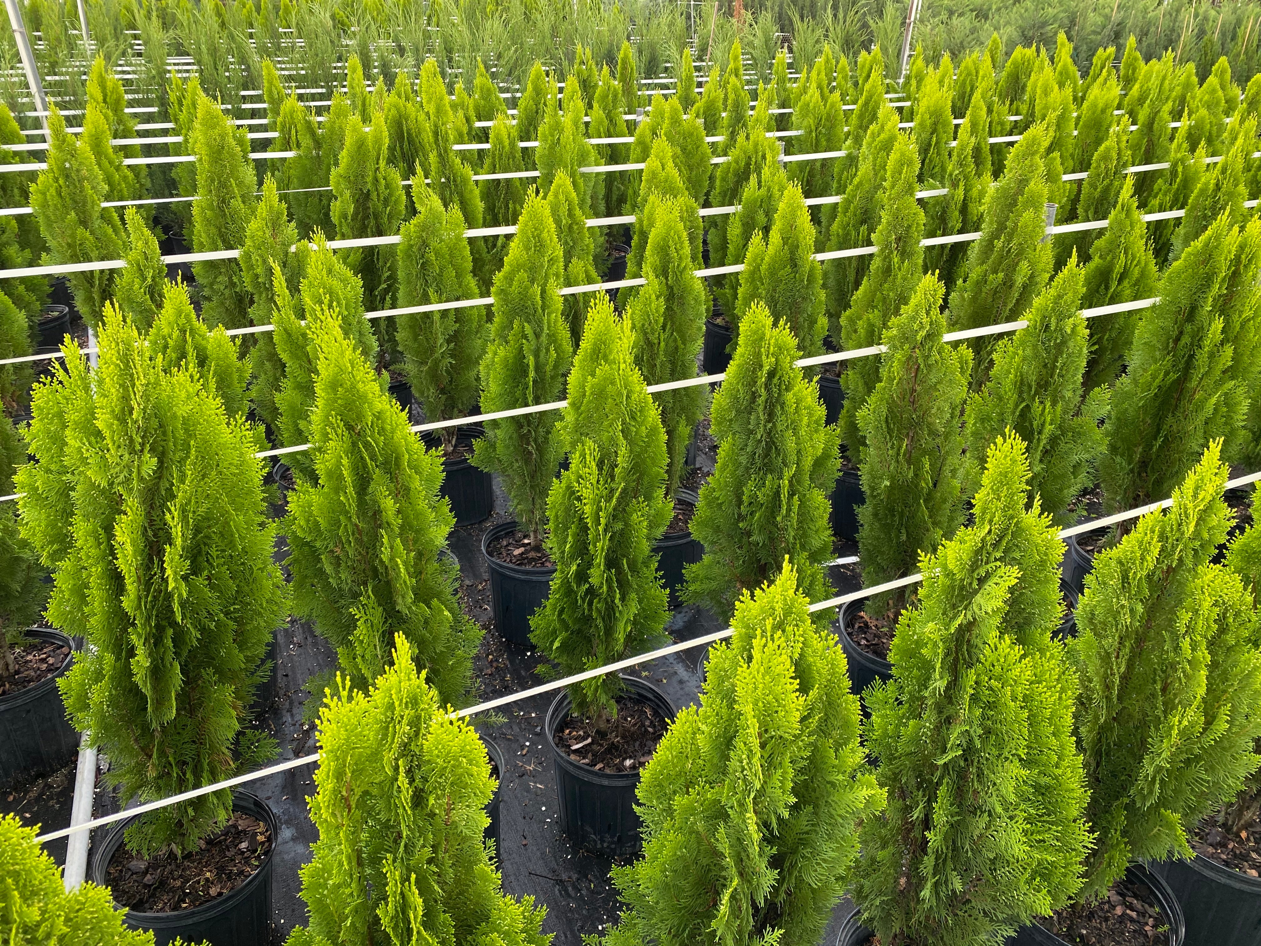 Yellow Ribbon Arborvitae, Thuja occidentalis - Image 3